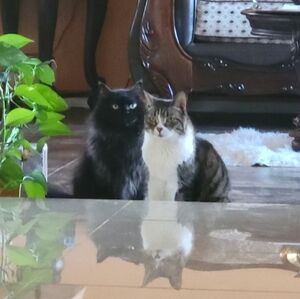 Meet your Posher, Bellzora